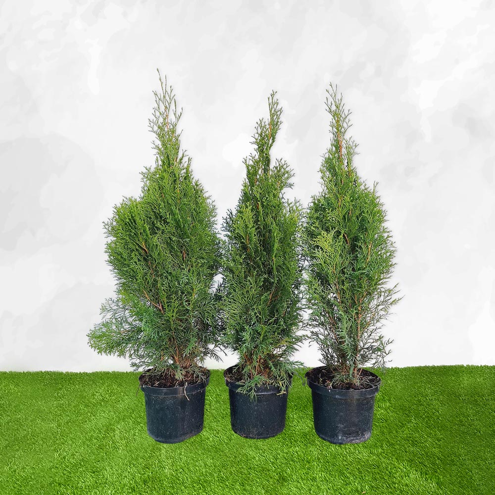 Thuja - Smaragd 80-100cm