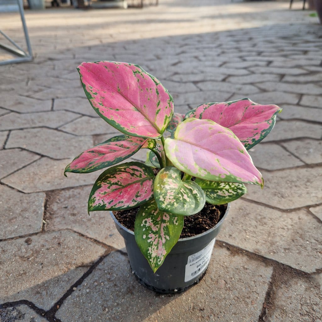 Sømandstrøst - Aglaonema Commutatum - Ø 12cm
