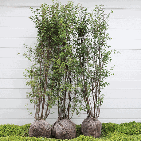 Buketspiræa - Spiraea Vanhouttei 120-130cm - Herkules