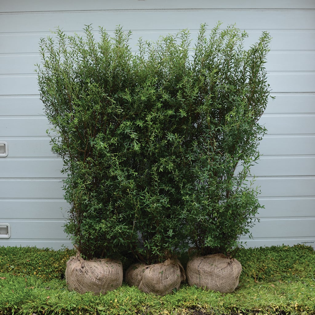 Snedrivebusk Grefsheim - Spirea cinerea 150cm - PRIMA FÆRDIG HÆK®