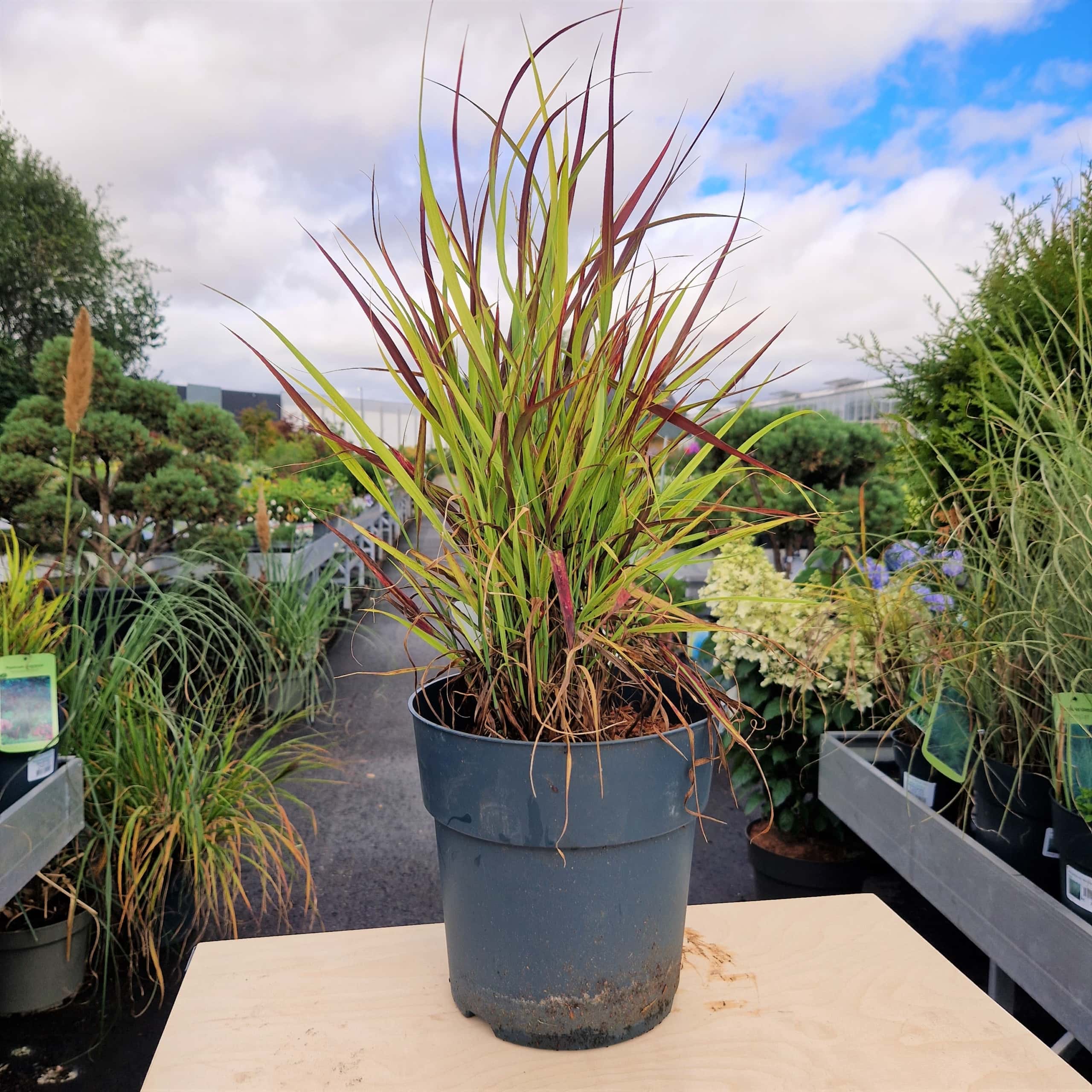 Staudehirse - Panicum virgatum 'Rotstrahlbusch'