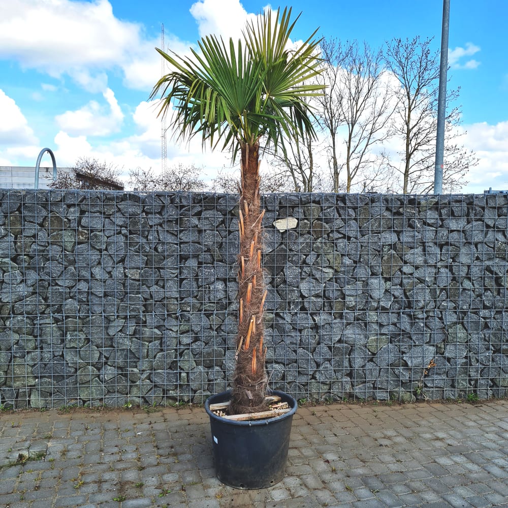 Hørpalme - Trachycarpus Fortunei 250-280cm