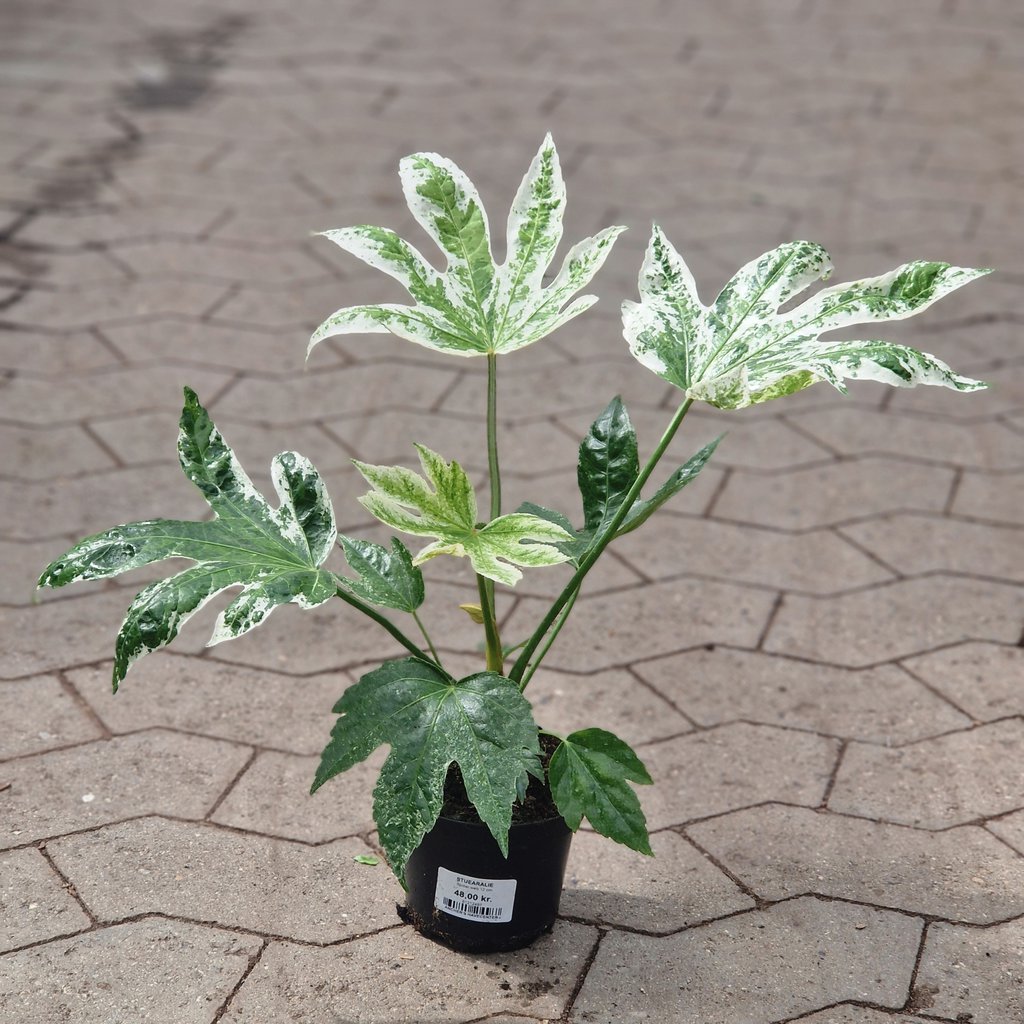 Stuearalie Spider's web - Fatsia Japonica Variegata  - Ø 12 cm
