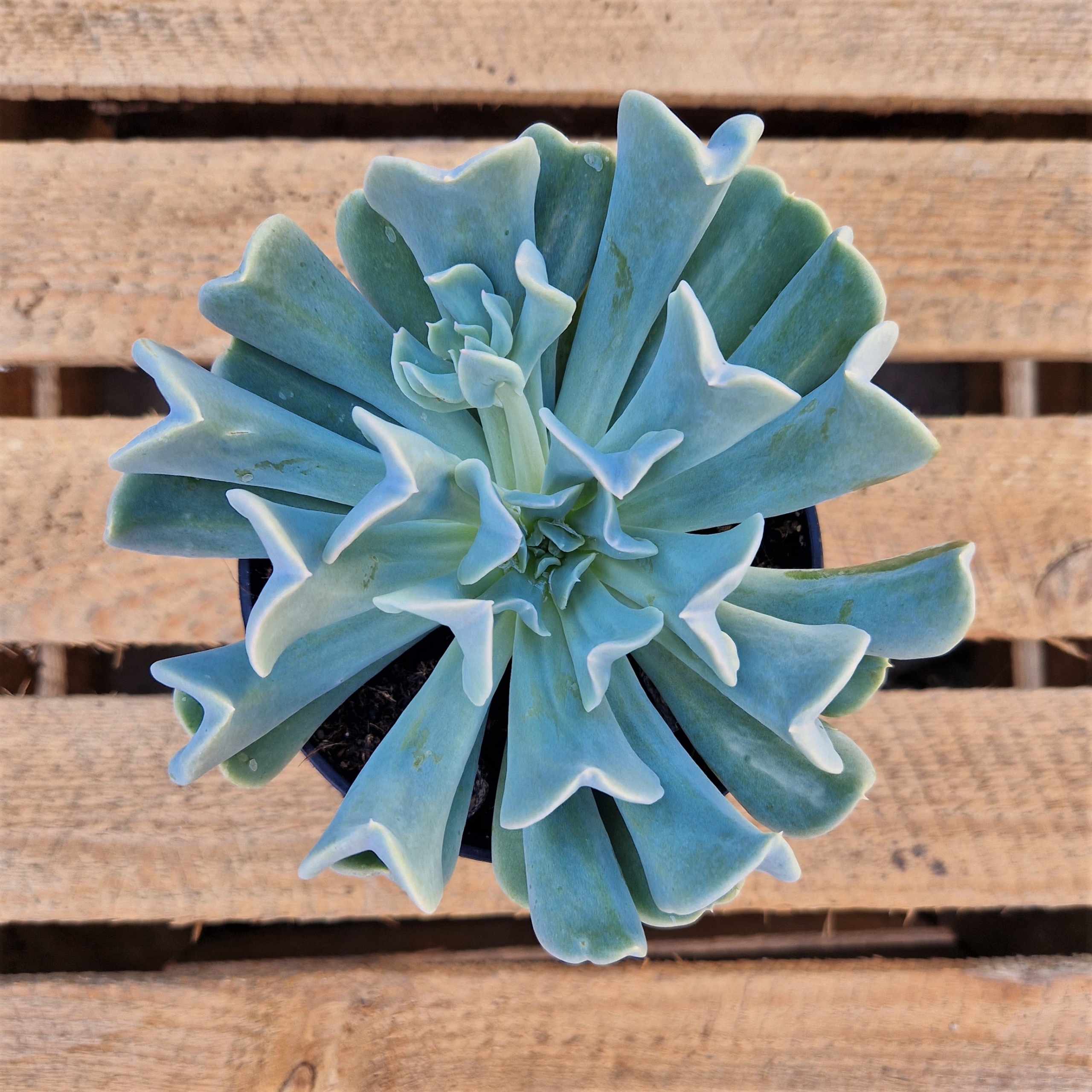 Sukkulent - Echeveria Runyonii 'Topsy Turvy'