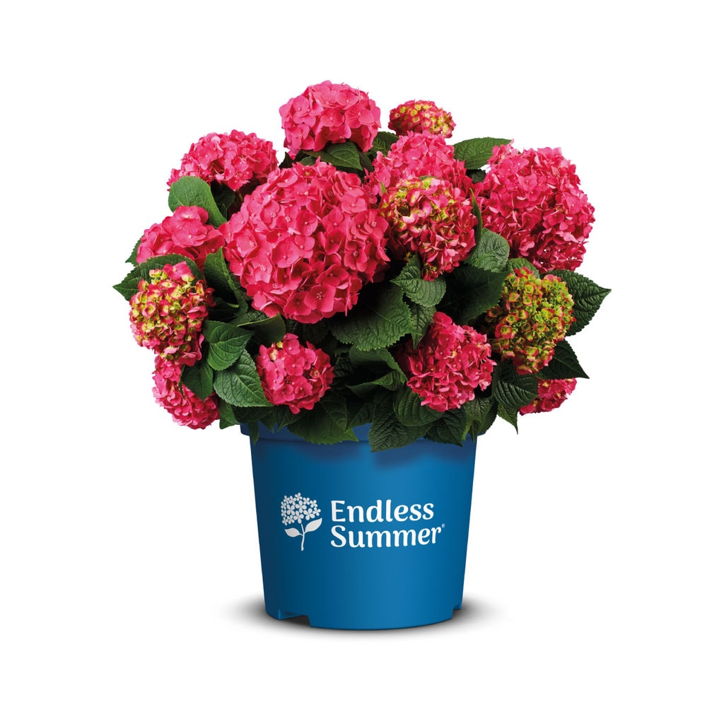 Hortensia 'Summer Love'® - Hydrangea Endless Summer 'Summer Love' - 5 liter