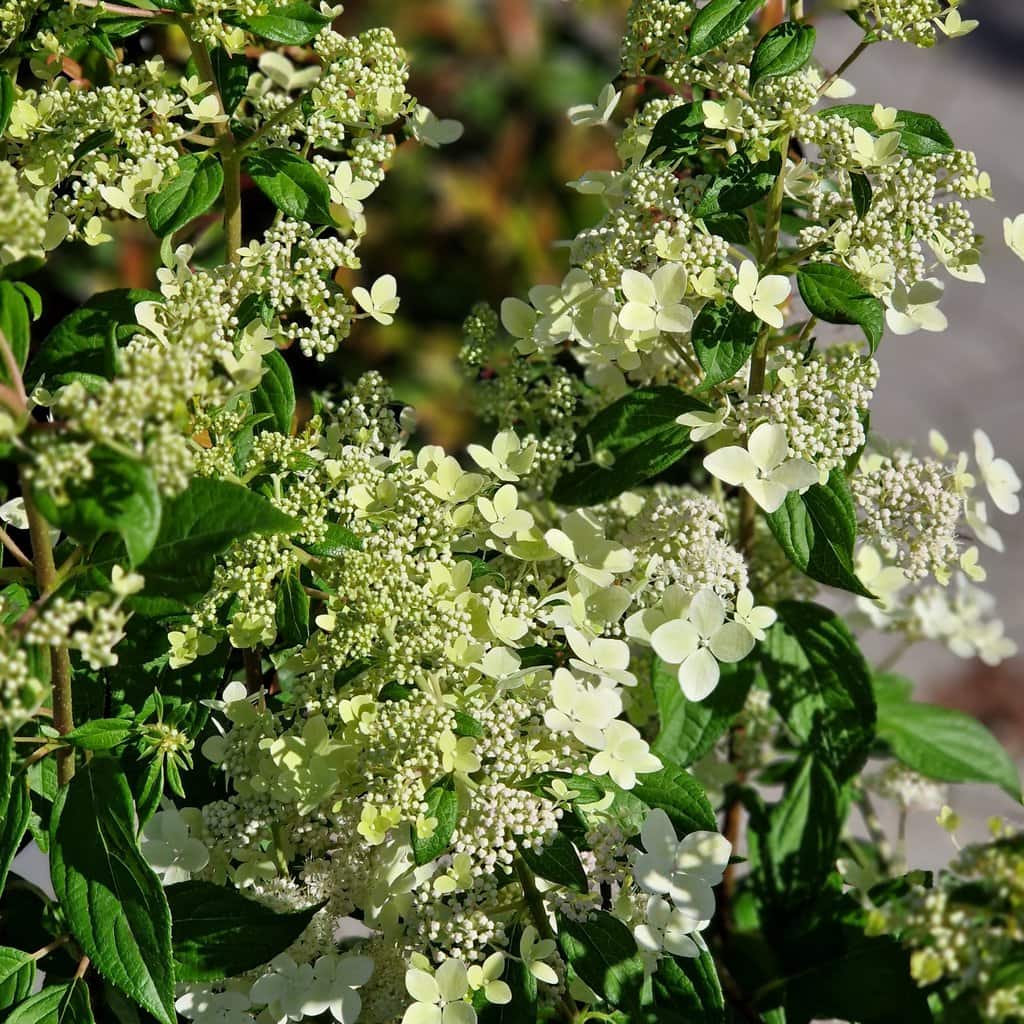 Syrenhortensia - 'Confetti'