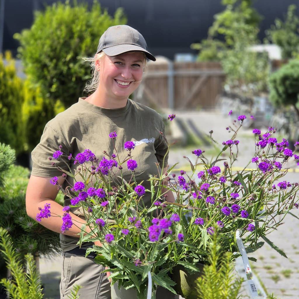 Verbena 'Venosa Lilac' - 2 liter