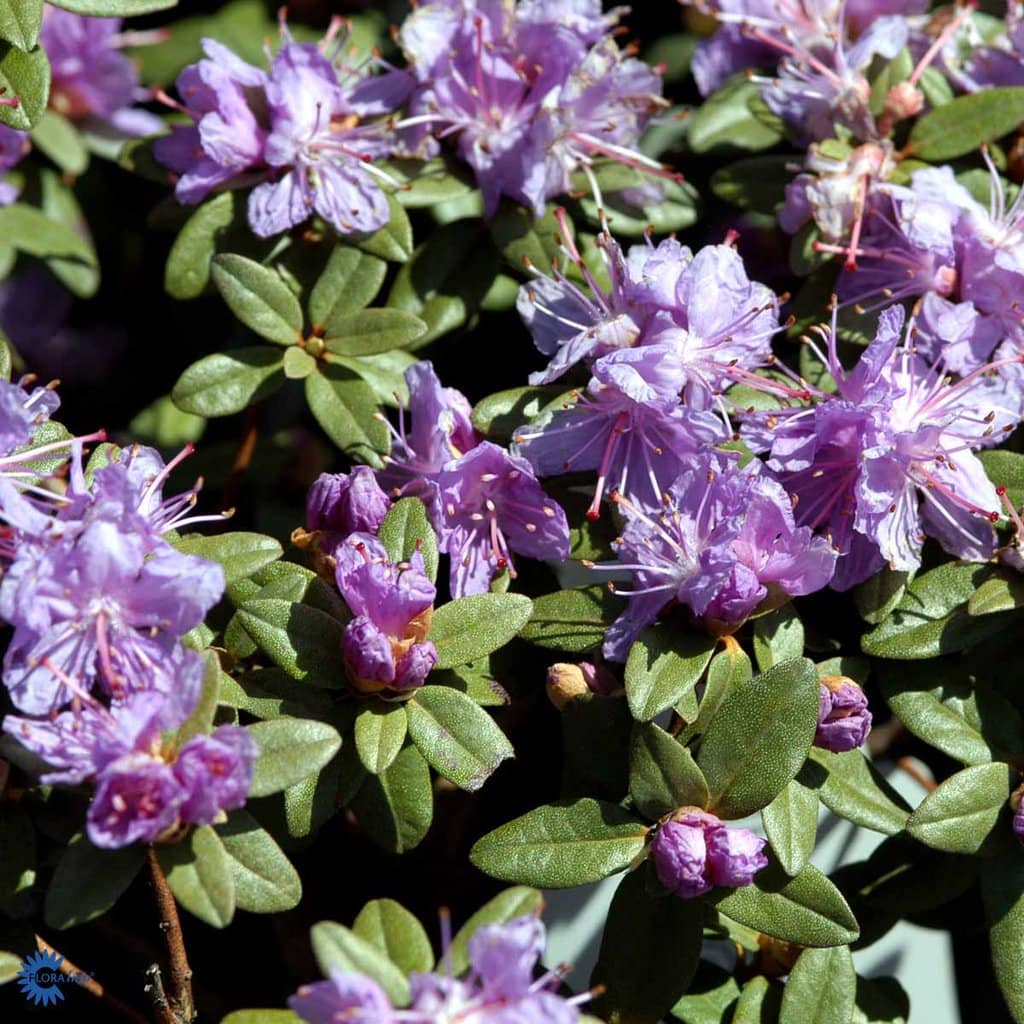 Dværgrhododendron 'Ramapo' - H 30/35cm - 5 Liter