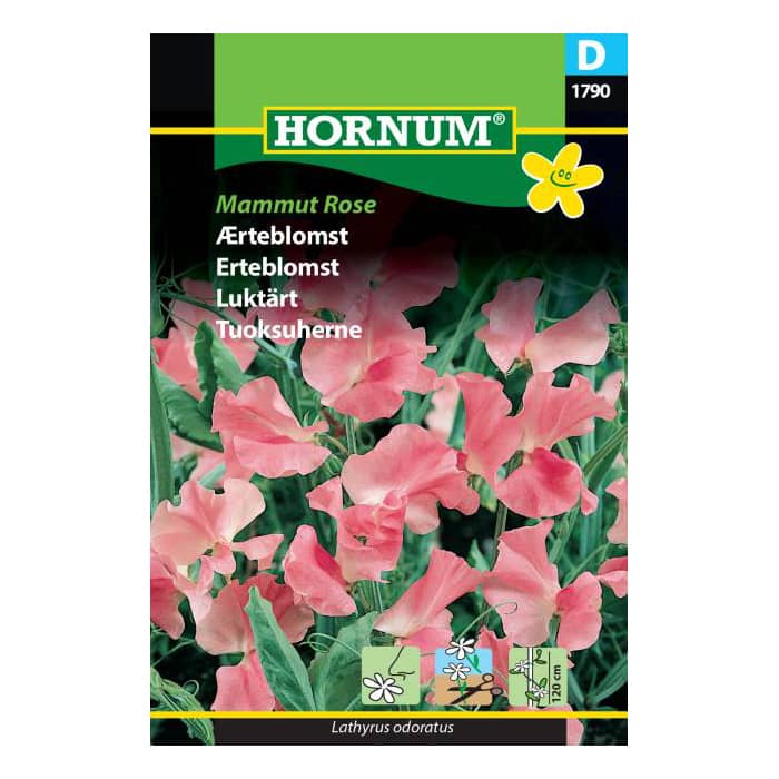 Ærteblomst frø - Mammut Rose