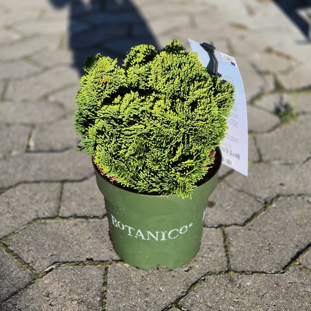 Cypres 'Nana Gracilis' - 15/20cm - 2,5 Liter