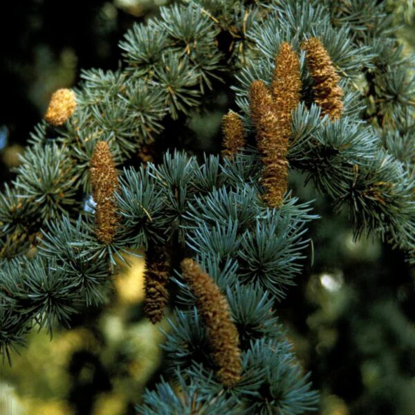 Atlasceder - Cedrus libani 'Glauca'